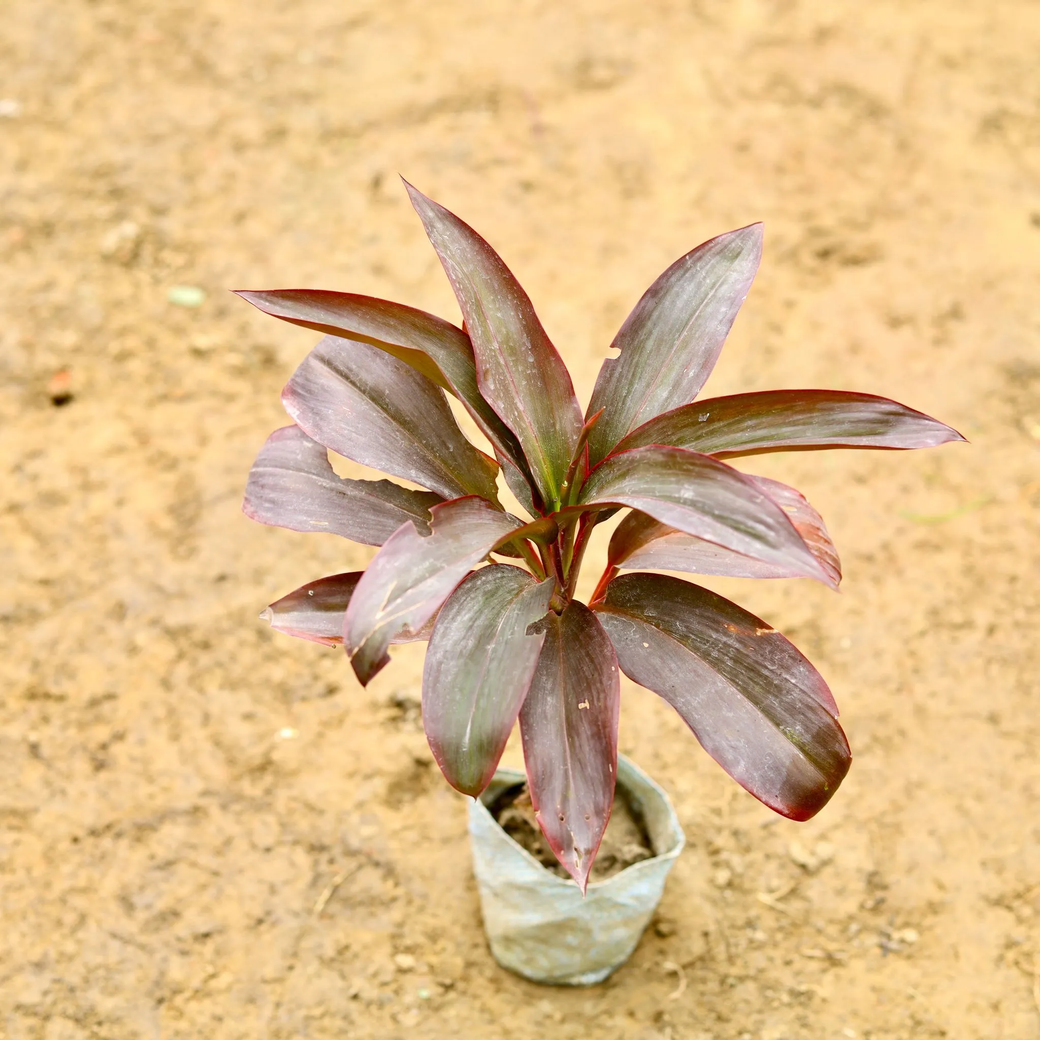 Dracaena Rosea in 4 Inch Nursery Bag