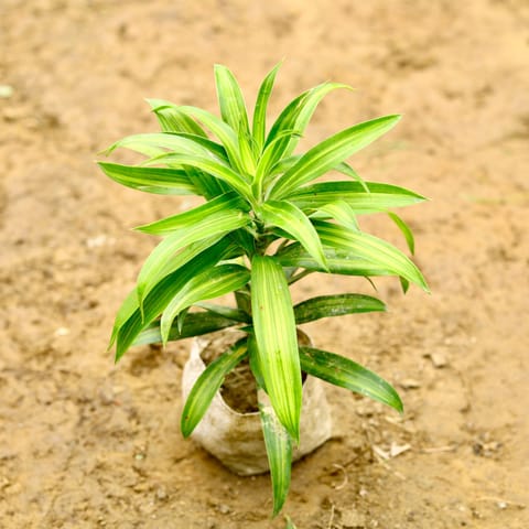 Dracaena Messenger in 4 Inch Nursery Bag