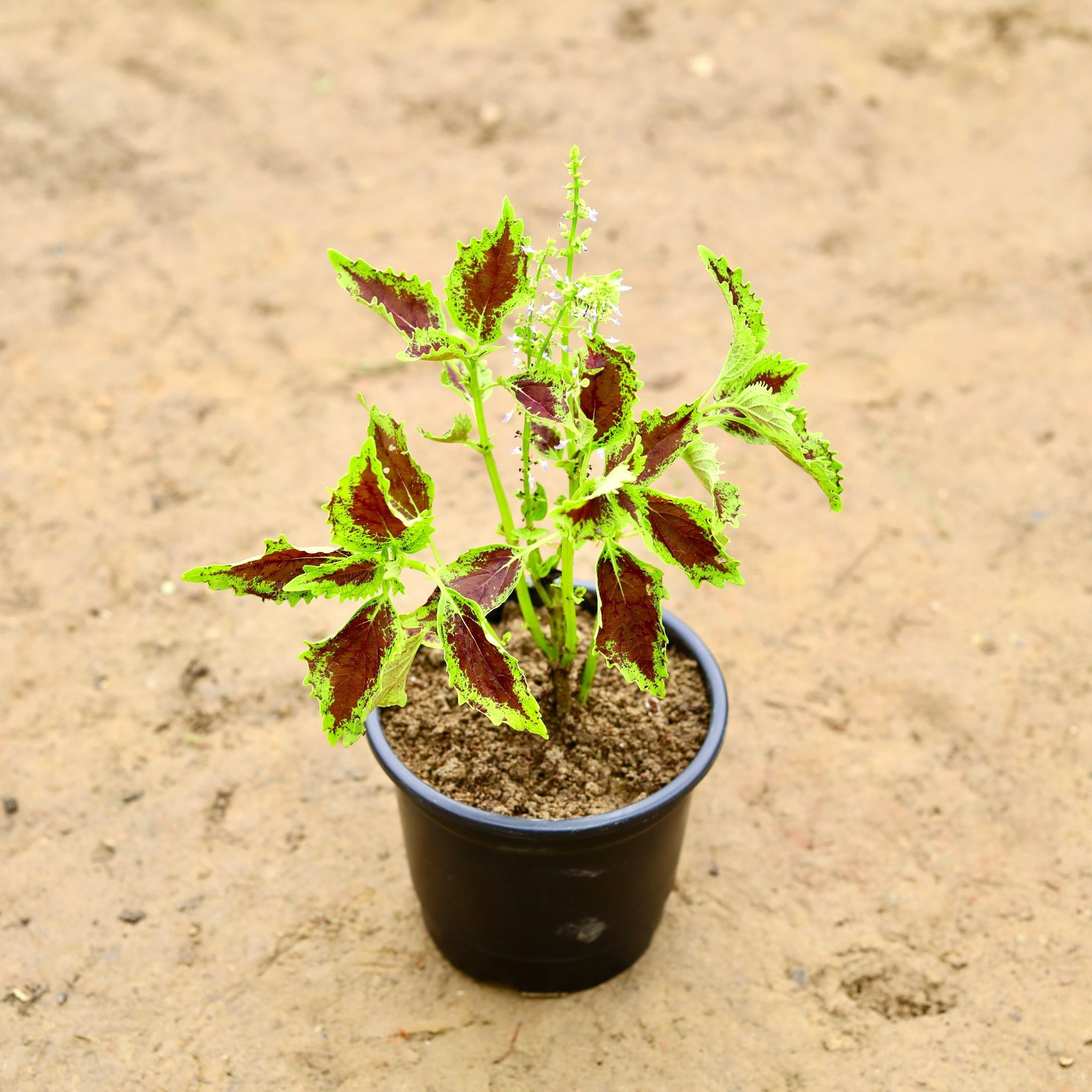 Coleus in 6 Inch Nursery Pot