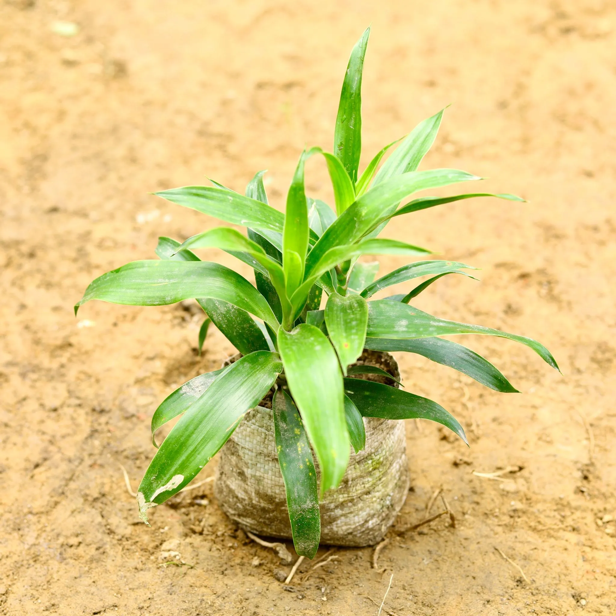Air Purifying - Dracaena Reflexa in 5 Inch Nursery Bag