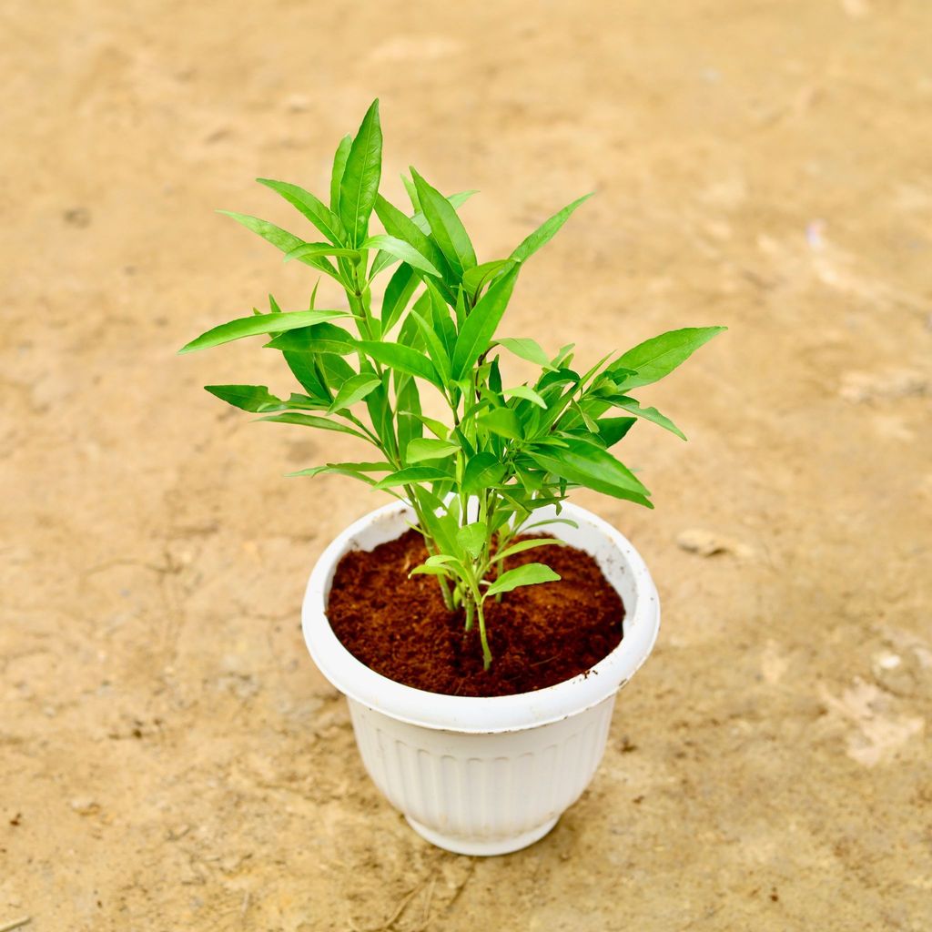 Buy Sukh Shanti in 8 Inch White Olive Plastic Pot Online | Urvann.com Sukh Shanti in 8 Inch White Olive Plastic Pot