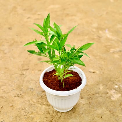 Buy Sukh Shanti in 8 Inch White Olive Plastic Pot Online | Urvann.com