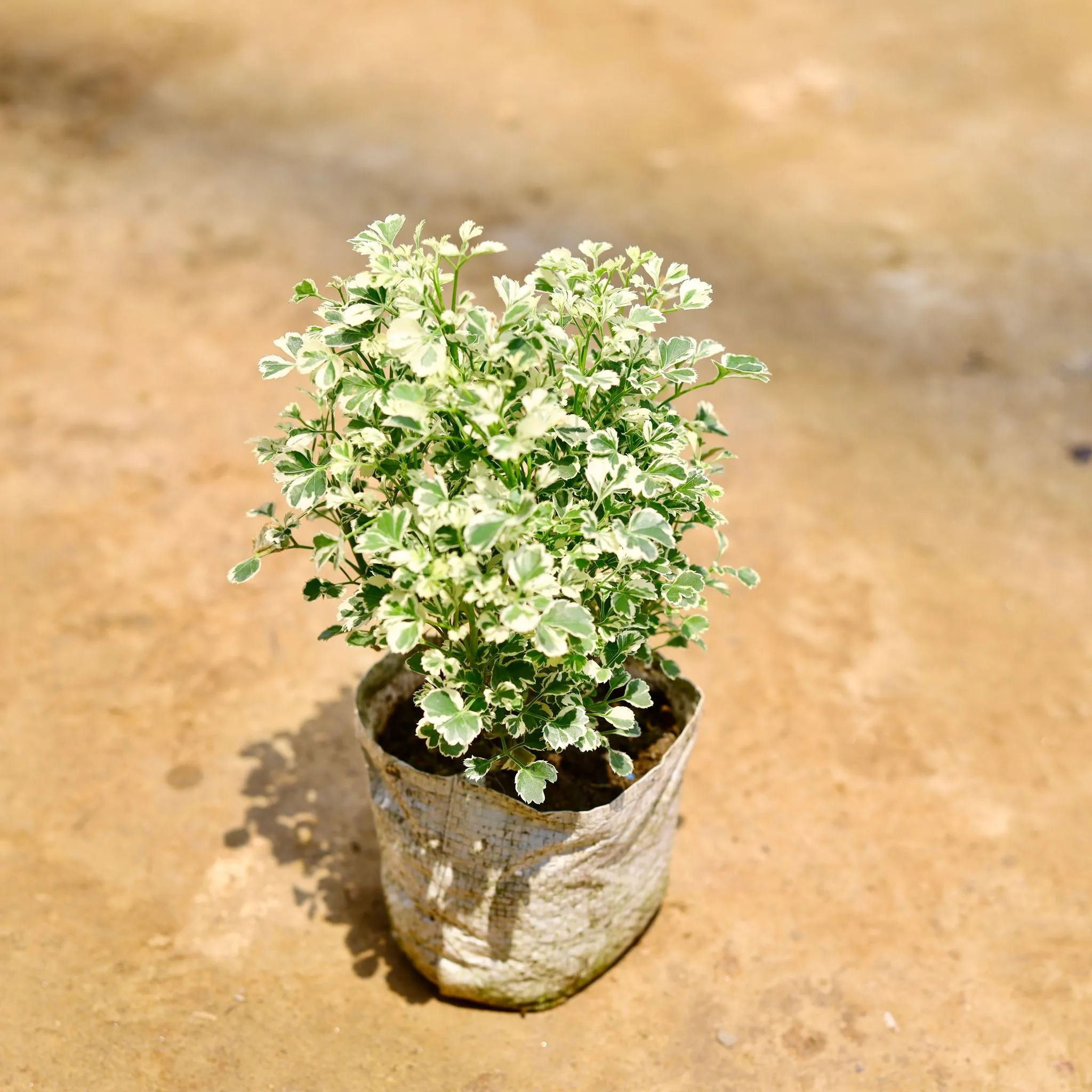 Aralia Variegated Dwarf in 4 Inch Nursery Bag