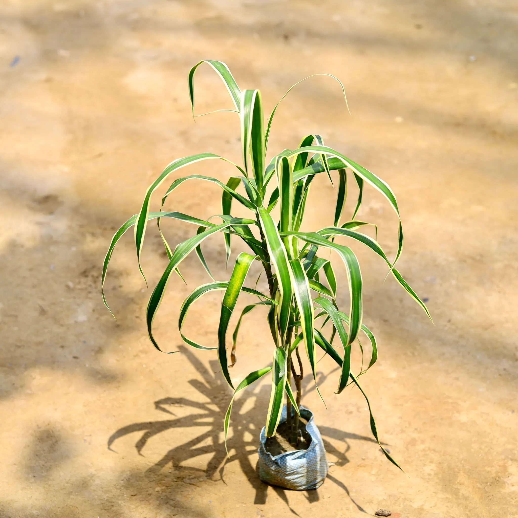 Dracaena Jamaica in 4 Inch Nursery Bag