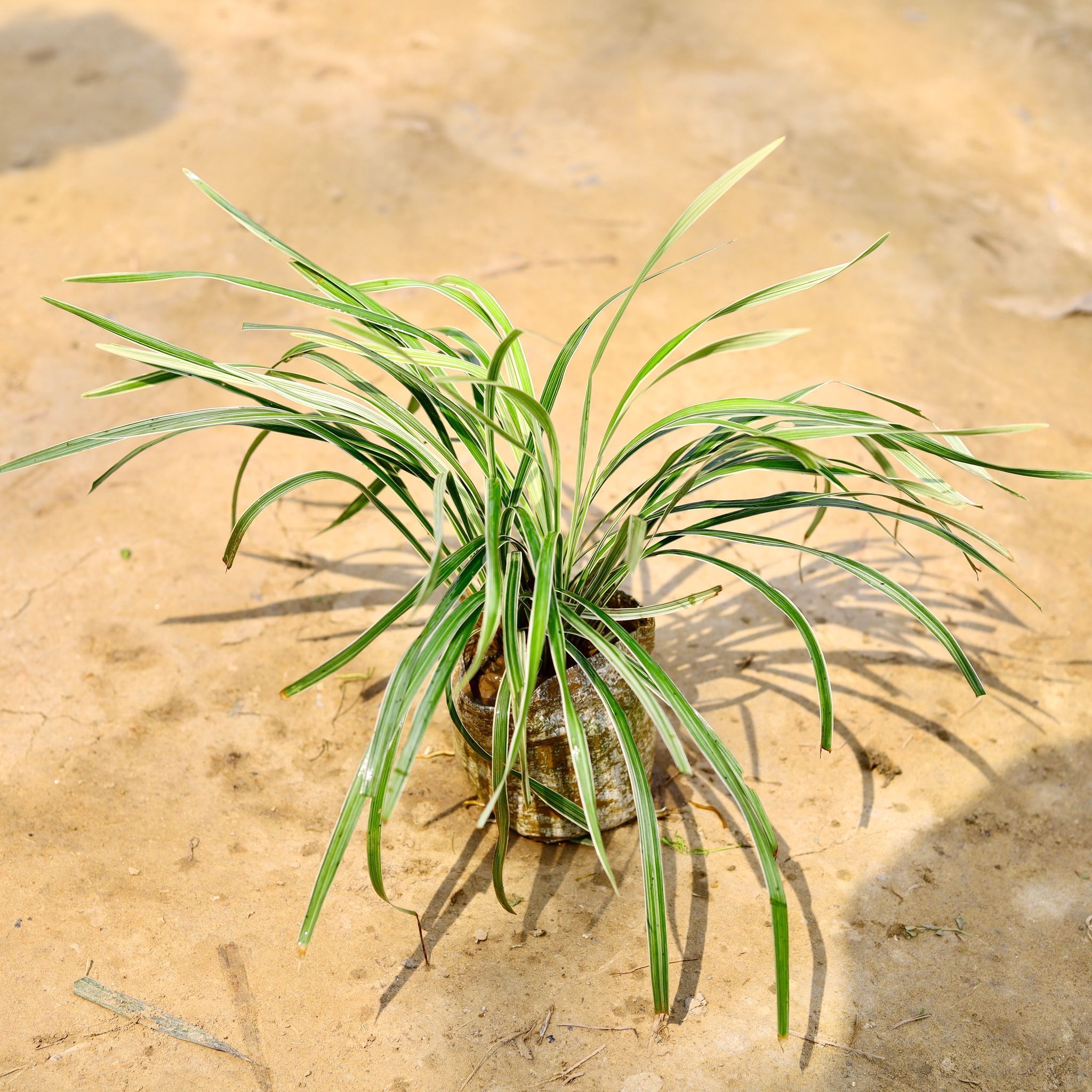 Ribbon Grass in 4 Inch Nursery Bag