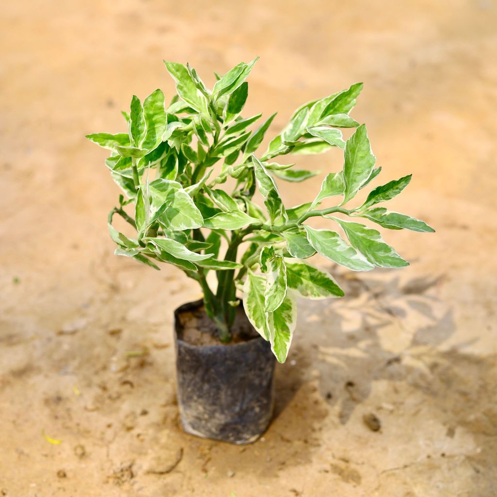Buy Pedilanthus Variegated / Devil'S Backbone in 4 Inch Nursery Bag Online | Urvann.com Pedilanthus Variegated / Devil'S Backbone in 4 Inch Nursery Bag