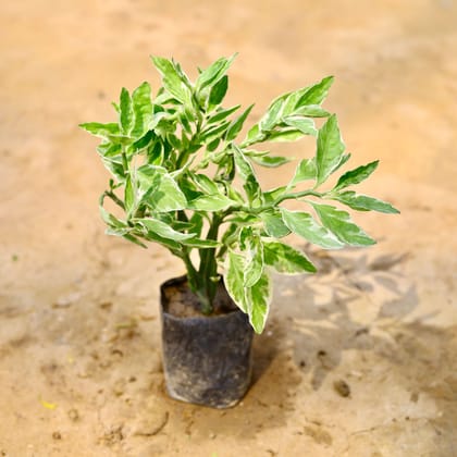 Buy Pedilanthus Variegated / Devil'S Backbone in 4 Inch Nursery Bag Online | Urvann.com