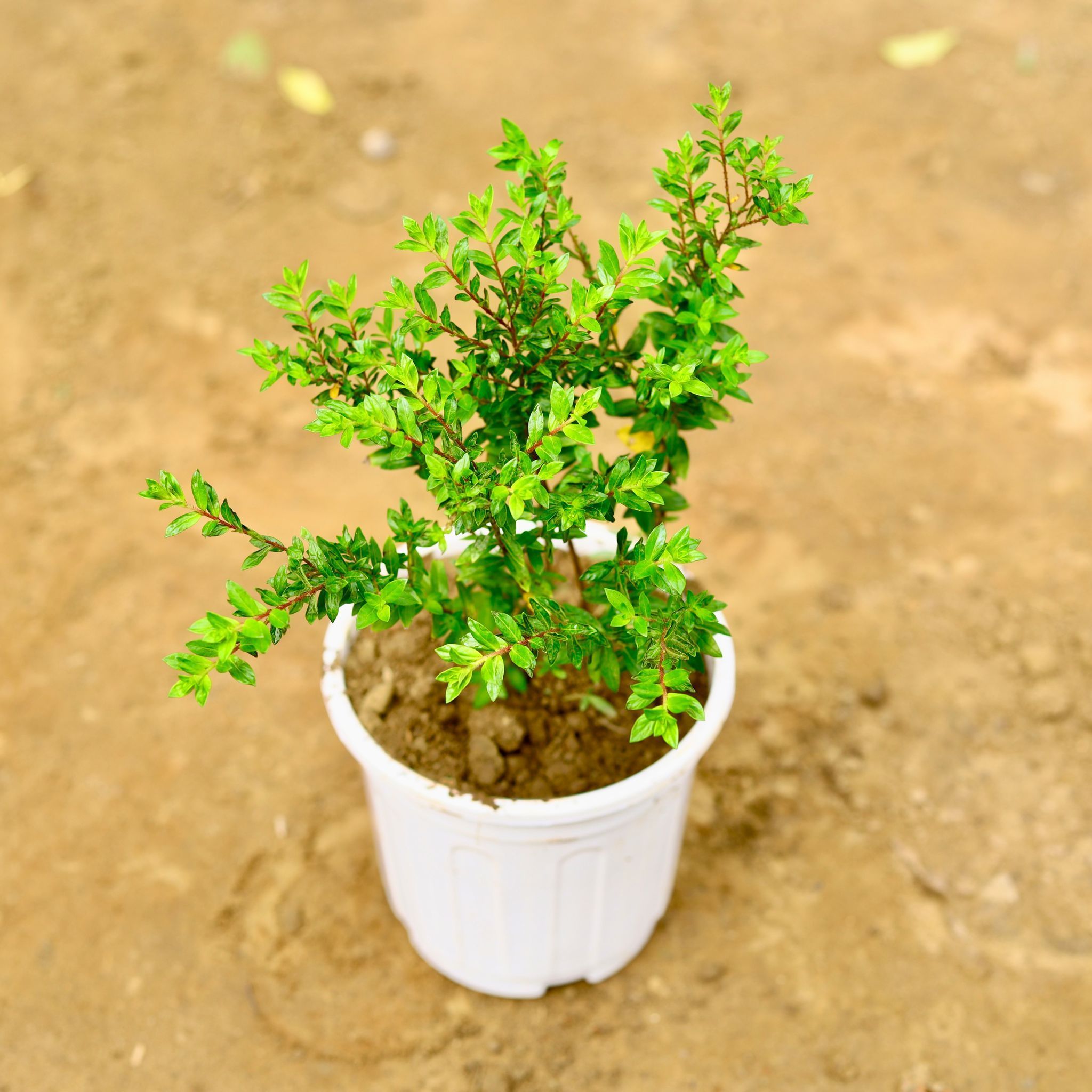 Cuphea / False Heather (any colour) in 6 Inch Super White Nursery Pot