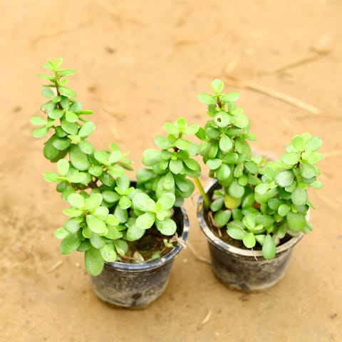 Set of 2 - Jade Big Leaf (Pune Variety) in 4 Inch Nursery Pot