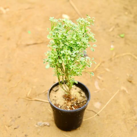 Aralia White in 6 Inch Nursery Pot