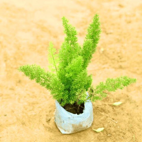 Asparagus Mary in 4 Inch Nursery Bag