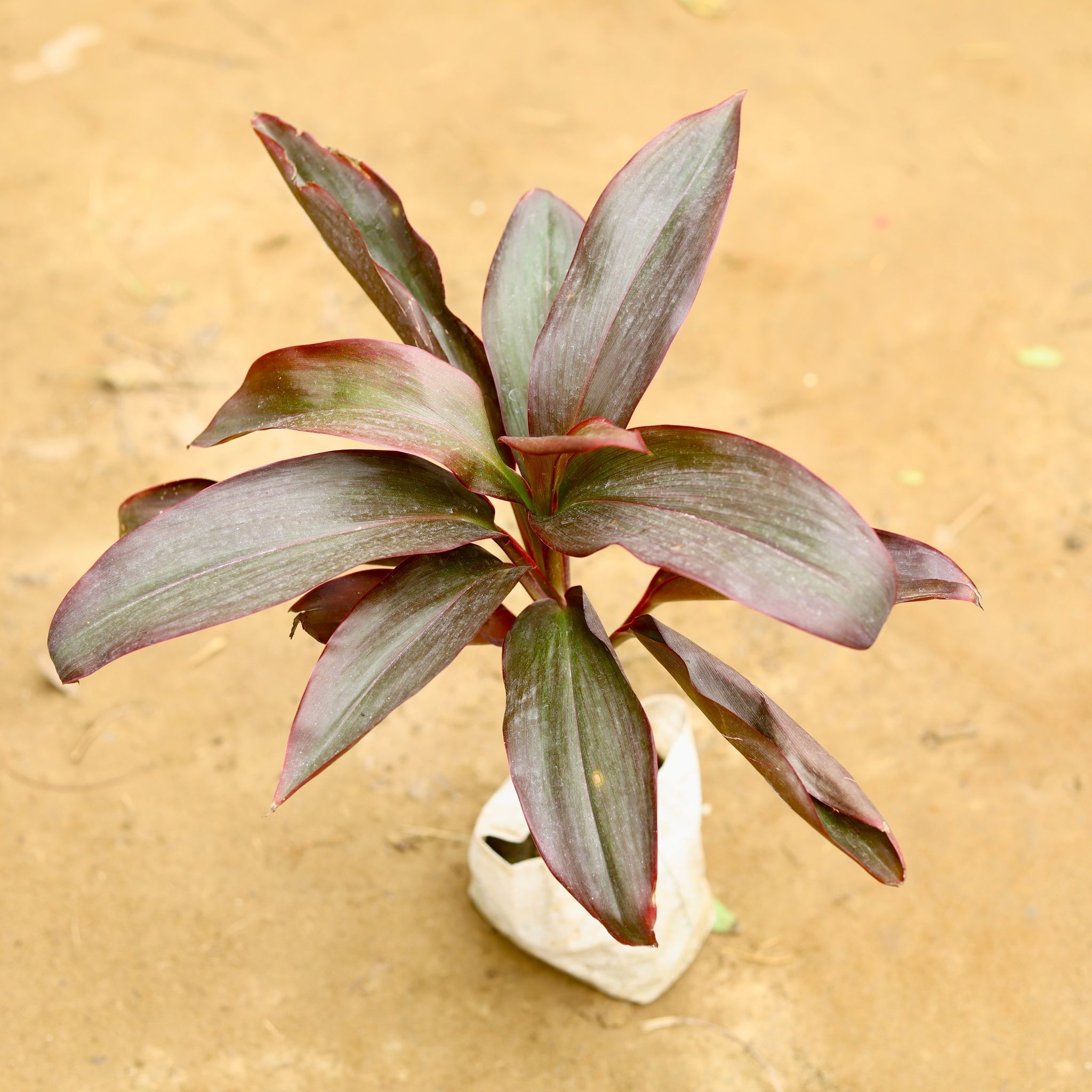 Dracaena Rosea in 4 Inch Nursery Bag