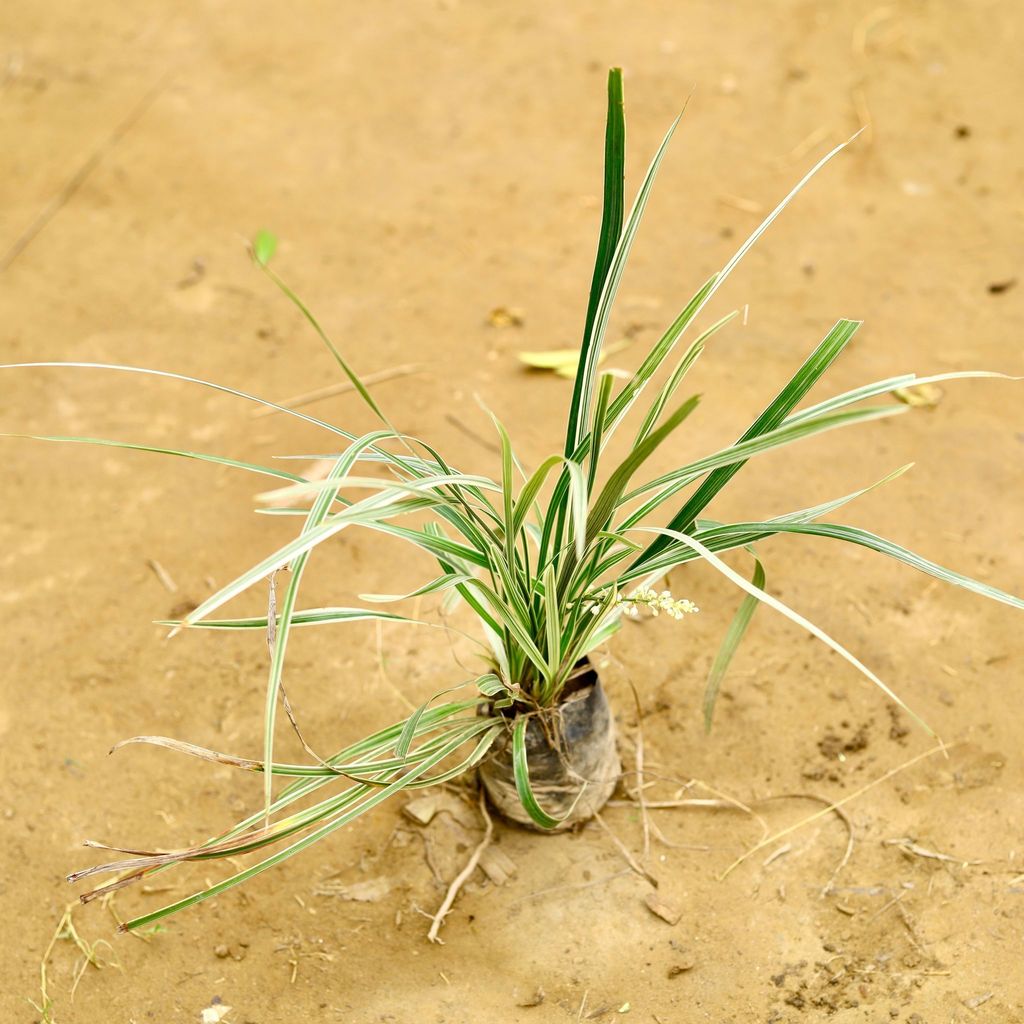Ribbon Grass in 4 Inch Nursery Bag