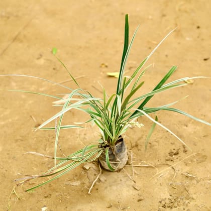 Buy Ribbon Grass in 4 Inch Nursery Bag Online | Urvann.com