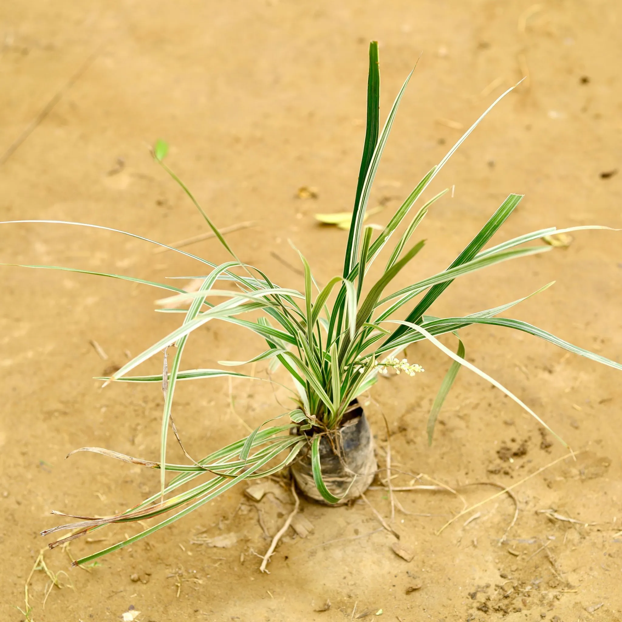 Ribbon Grass in 4 Inch Nursery Bag
