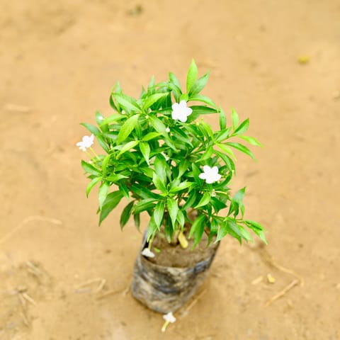 Chandni Dwarf / Jasmine in 8 Inch Nursery Bag
