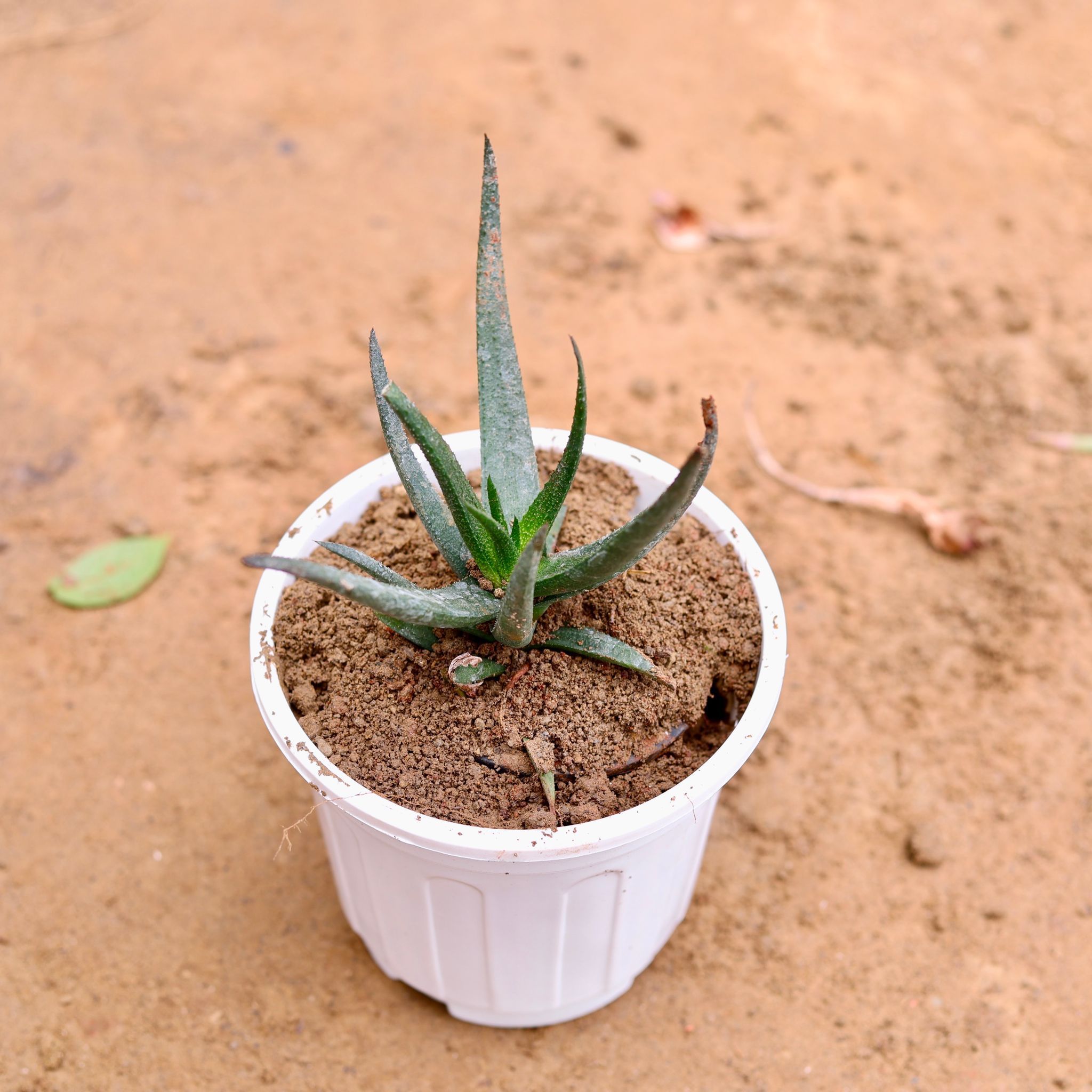 Haworthia Succulent in 6 Inch Super White Nursery Pot