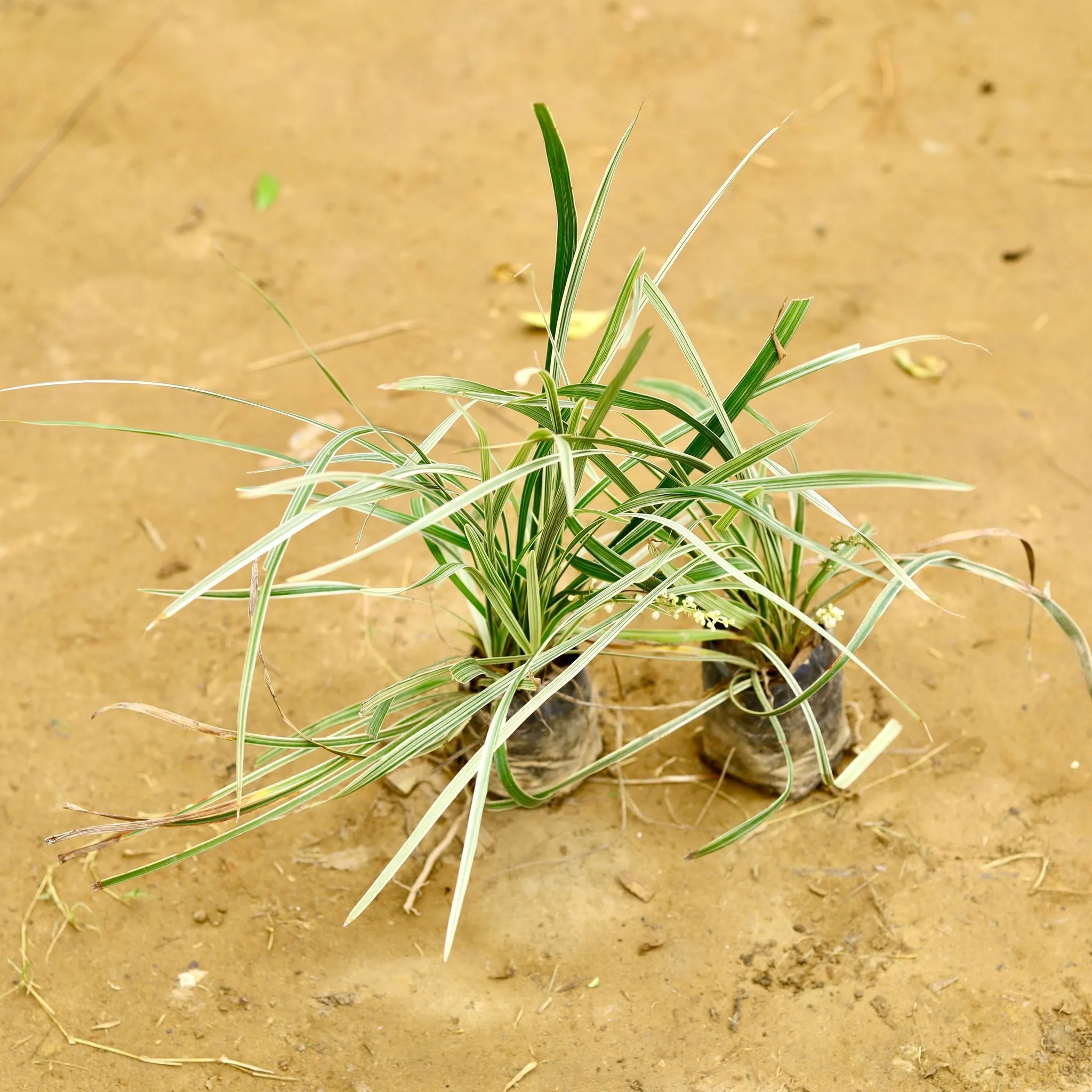 Set of 2 - Ribbon Grass in 4 Inch Nursery Bag