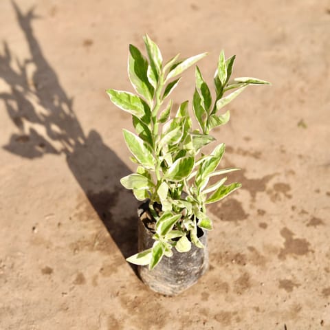 Pedilianthus / Devil'S Backbone Variegated in 4 Inch Nursery Bag