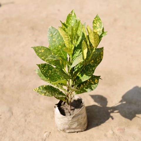 Baby Croton in 4 Inch Nursery Bag