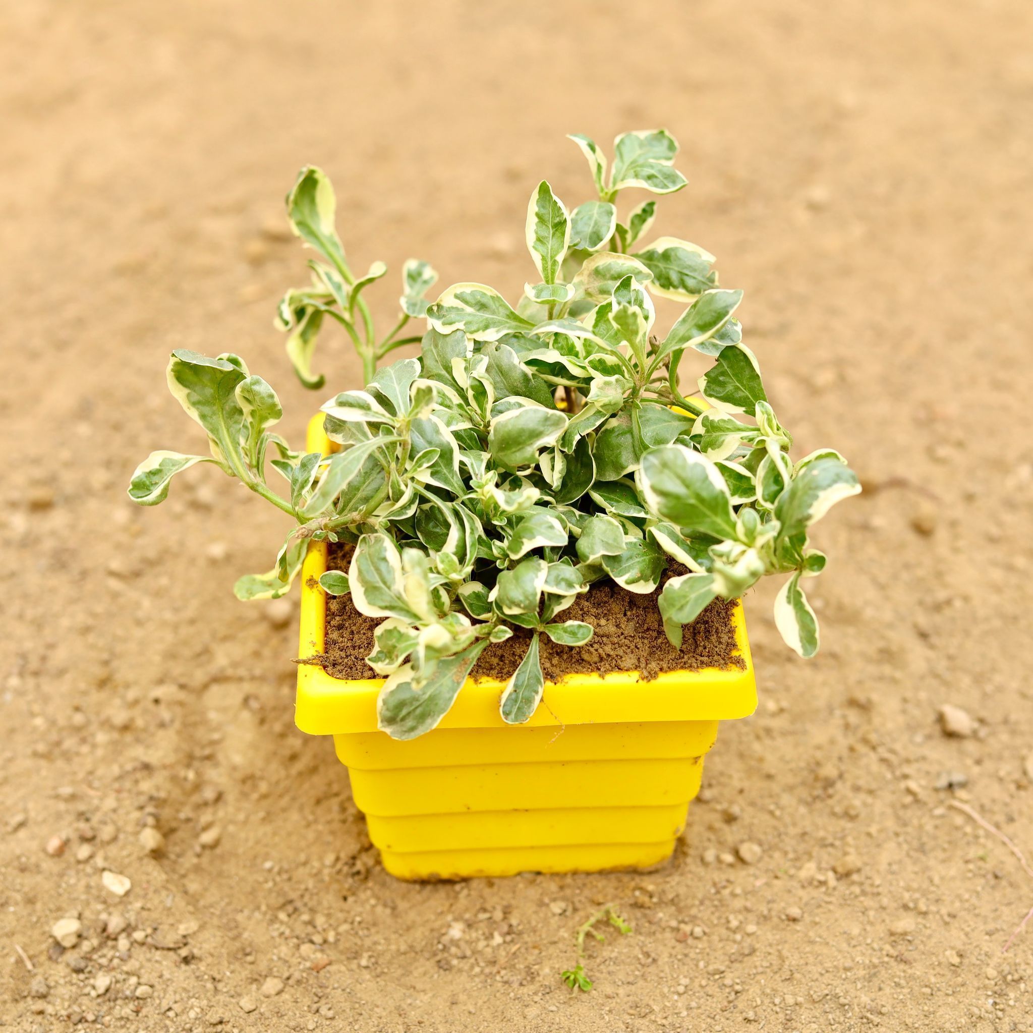 Alternanthera White in 4 Inch Yellow Premium Orchid Square Plastic Pot