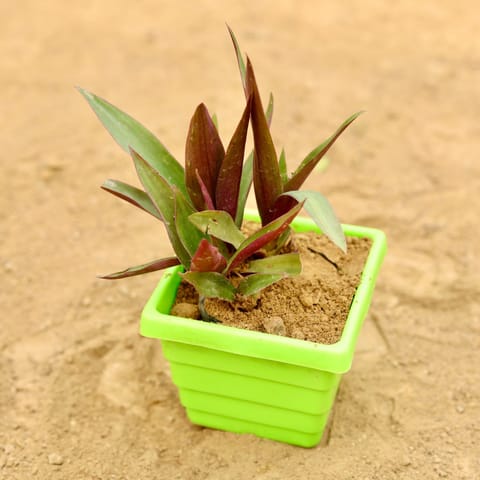 Rhoeo / Durangi in 4 Inch Green Premium Orchid Square Plastic Pot