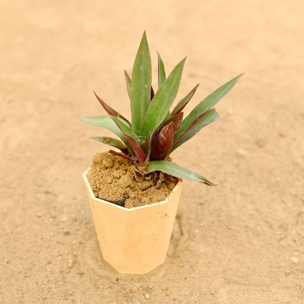 Buy Rhoeo / Durangi in 4 Inch Beige Marble Premium Diamanti Plastic Pot Online | Urvann.com Rhoeo / Durangi in 4 Inch Beige Marble Premium Diamanti Plastic Pot