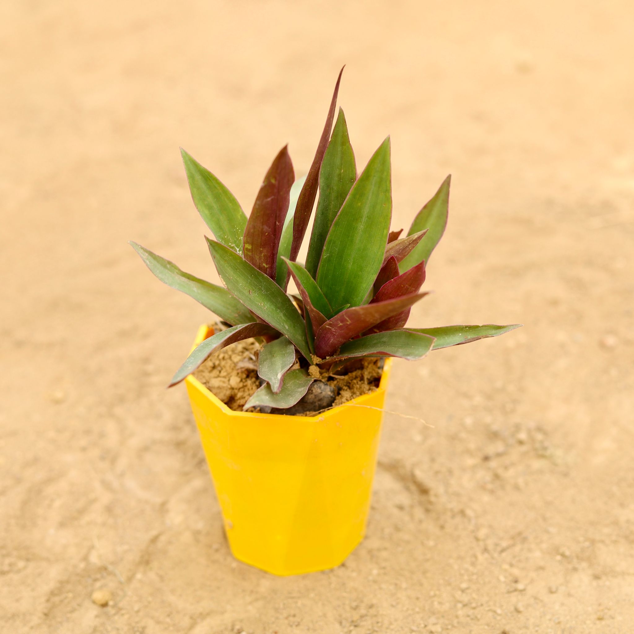 Rhoeo / Durangi in 4 Inch Yellow Premium Diamanti Plastic Pot