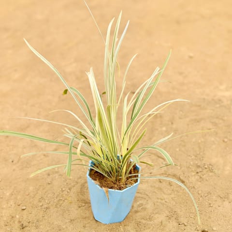 Ribbon Grass in 4 Inch Blue Marble Premium Diamanti Plastic Pot