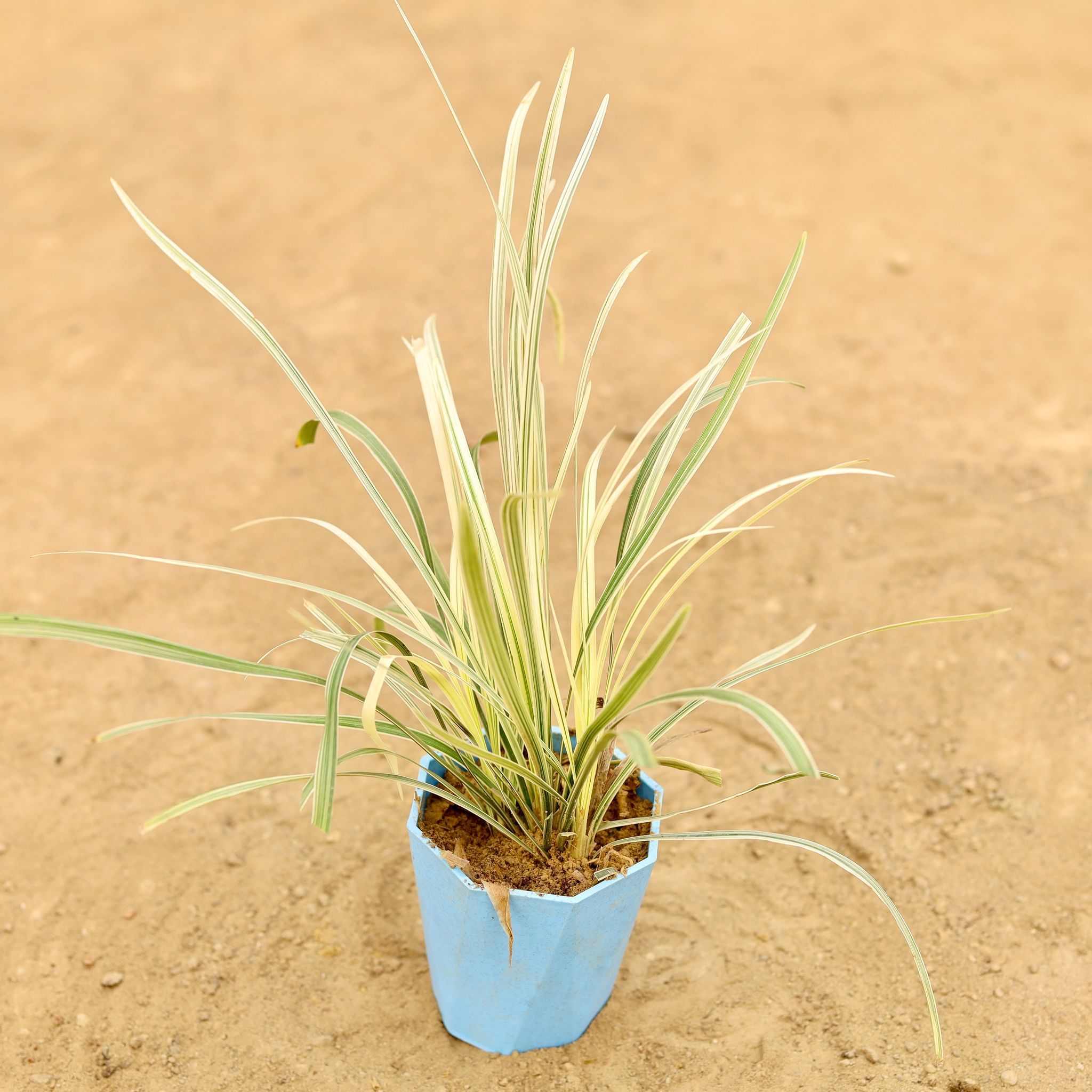 Ribbon Grass in 4 Inch Blue Marble Premium Diamanti Plastic Pot