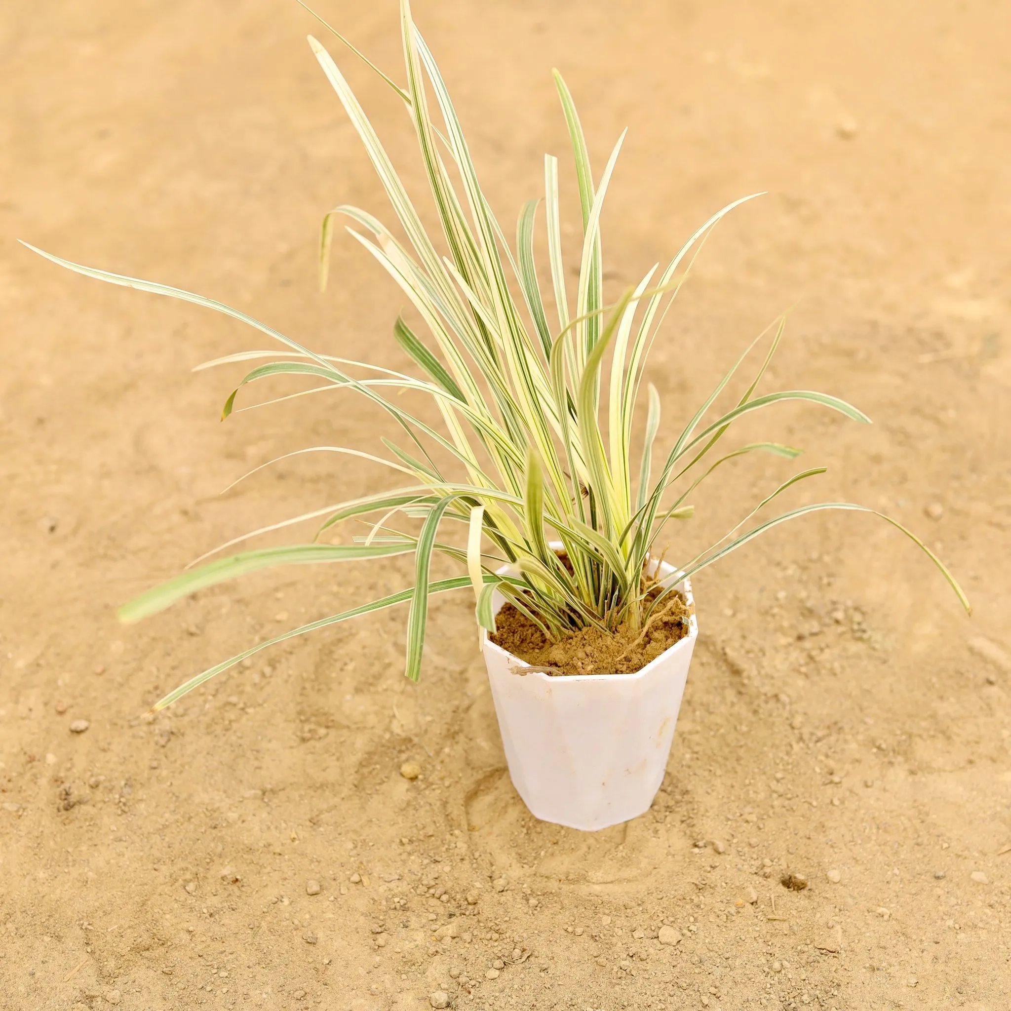 Ribbon Grass in 4 Inch White Premium Diamanti Plastic Pot