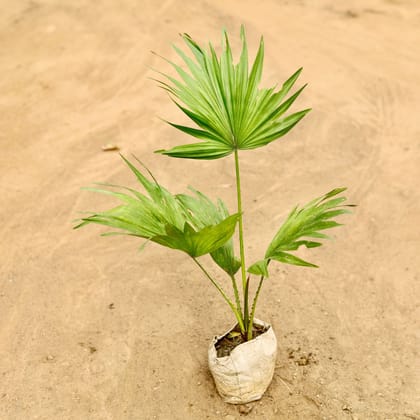 Buy China / Fan Palm in 4 Inch Nursery Bag Online | Urvann.com