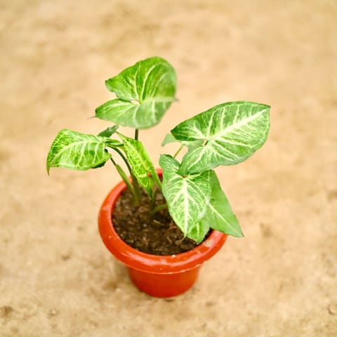 Syngonium White in 8 Inch Classy Red Plastic Pot