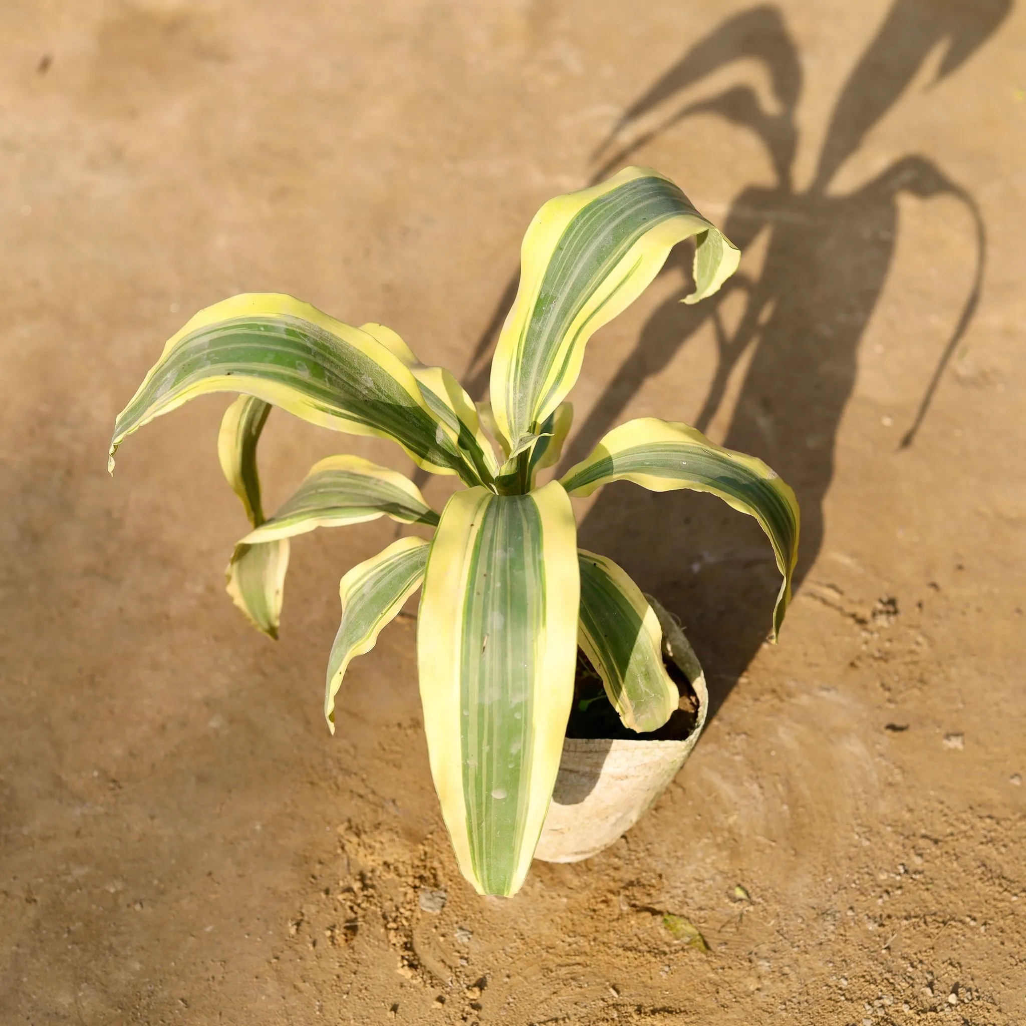 Dracaena Victoria in 4 Inch Nursery bag
