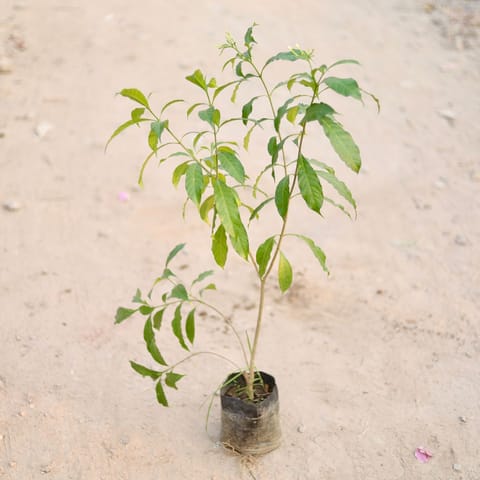 Chandni (~ 2 Ft) in 7 Inch Nursery Bag