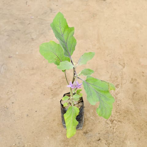 Brinjal / Baigan in 5 Inch Nursery Bag