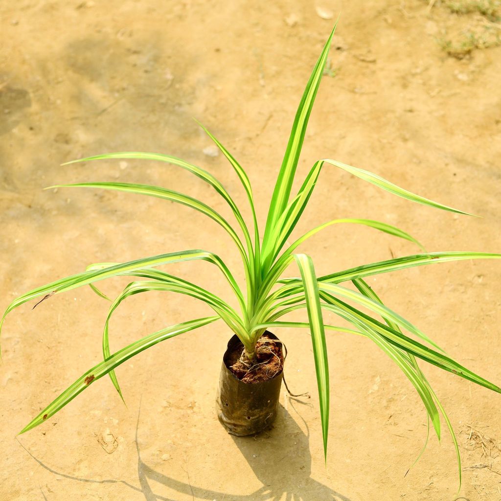 Buy Pandanus in 4 Inch Nursery Bag Online | Urvann.com Pandanus / Screwpine in 4 Inch Nursery Bag