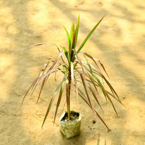 Dracaena Marginata / Colorama Red in 4 Inch Nursery Bag