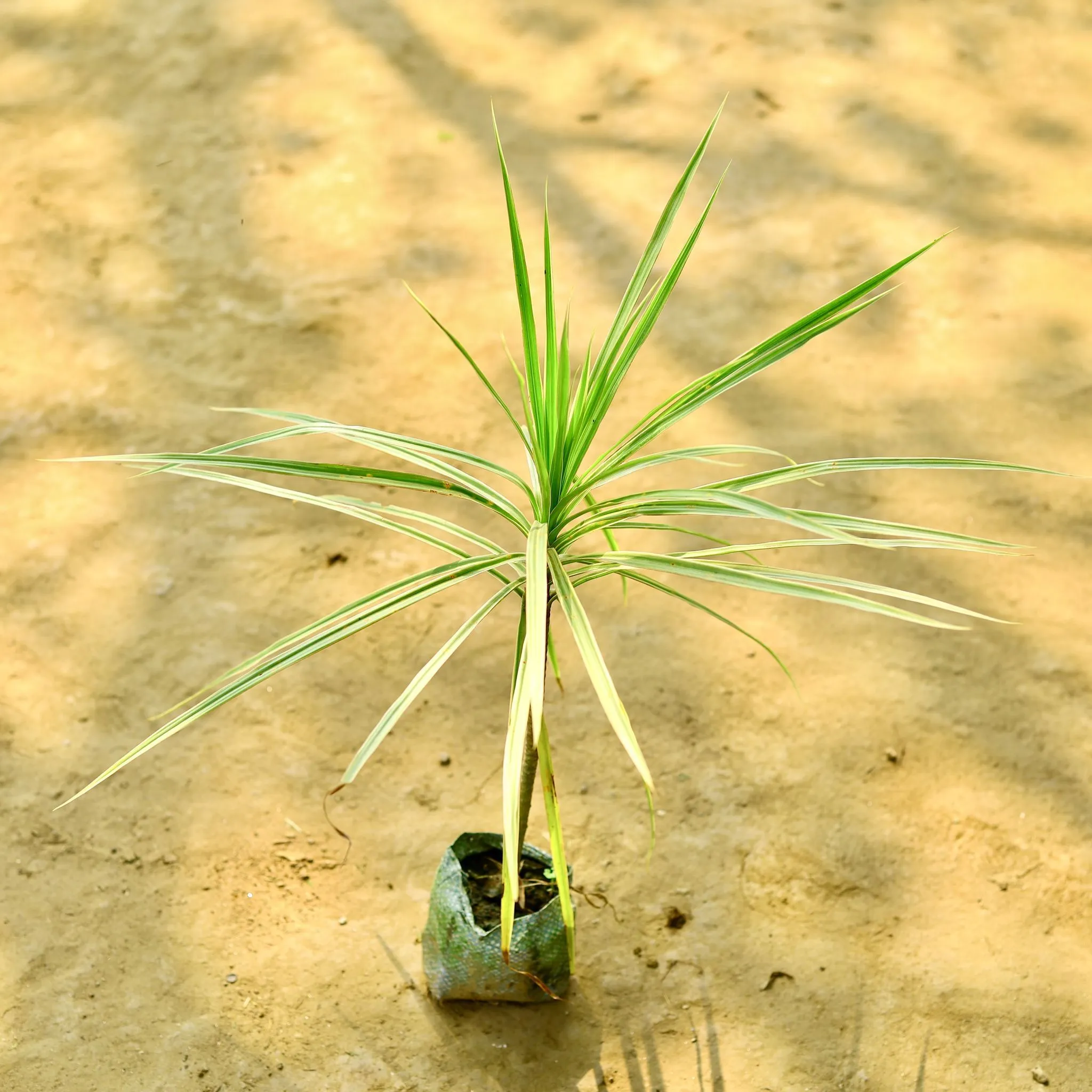 Dracaena Marginata / Colorama Green in 4 Inch Nursery Bag