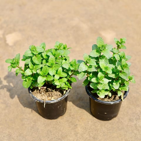 Set of 2 - Mint / Pudina in 4 Inch Nursery Pot
