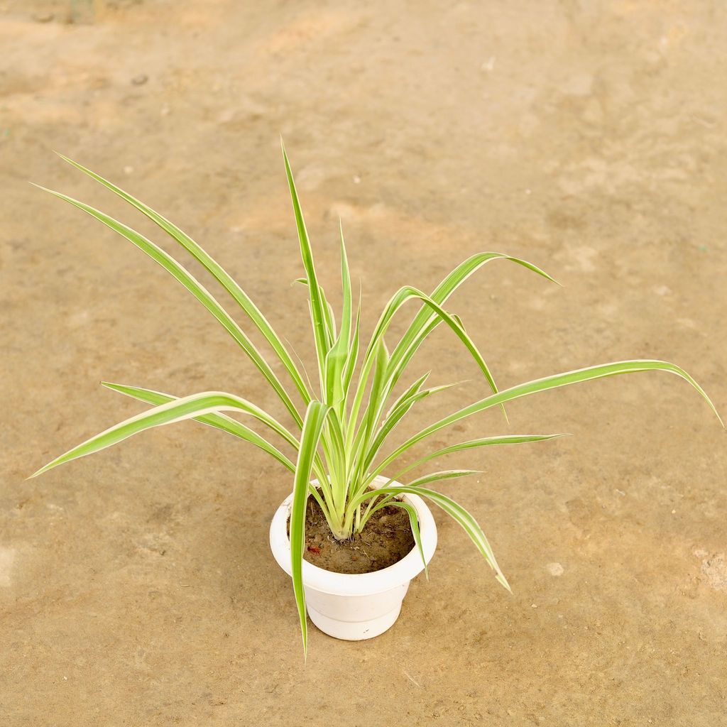 Spider in 6 Inch Classy Red Plastic Pot
