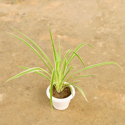 Spider in 6 Inch Classy Red Plastic Pot