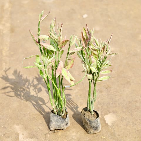Set of 2 - Pedilanthus / Devil's Backbone in 4 Inch Nursery bag