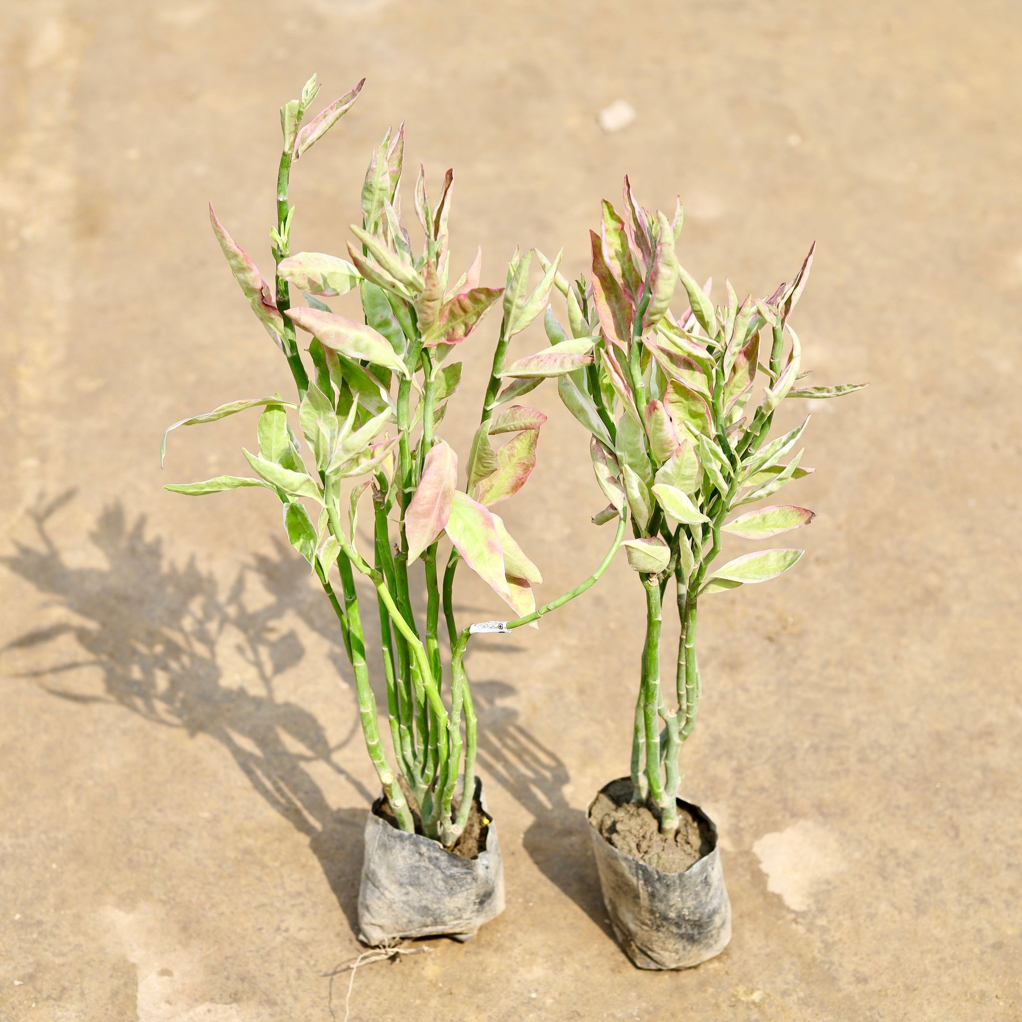 Set of 2 - Pedilanthus / Devil's Backbone in 4 Inch Nursery bag
