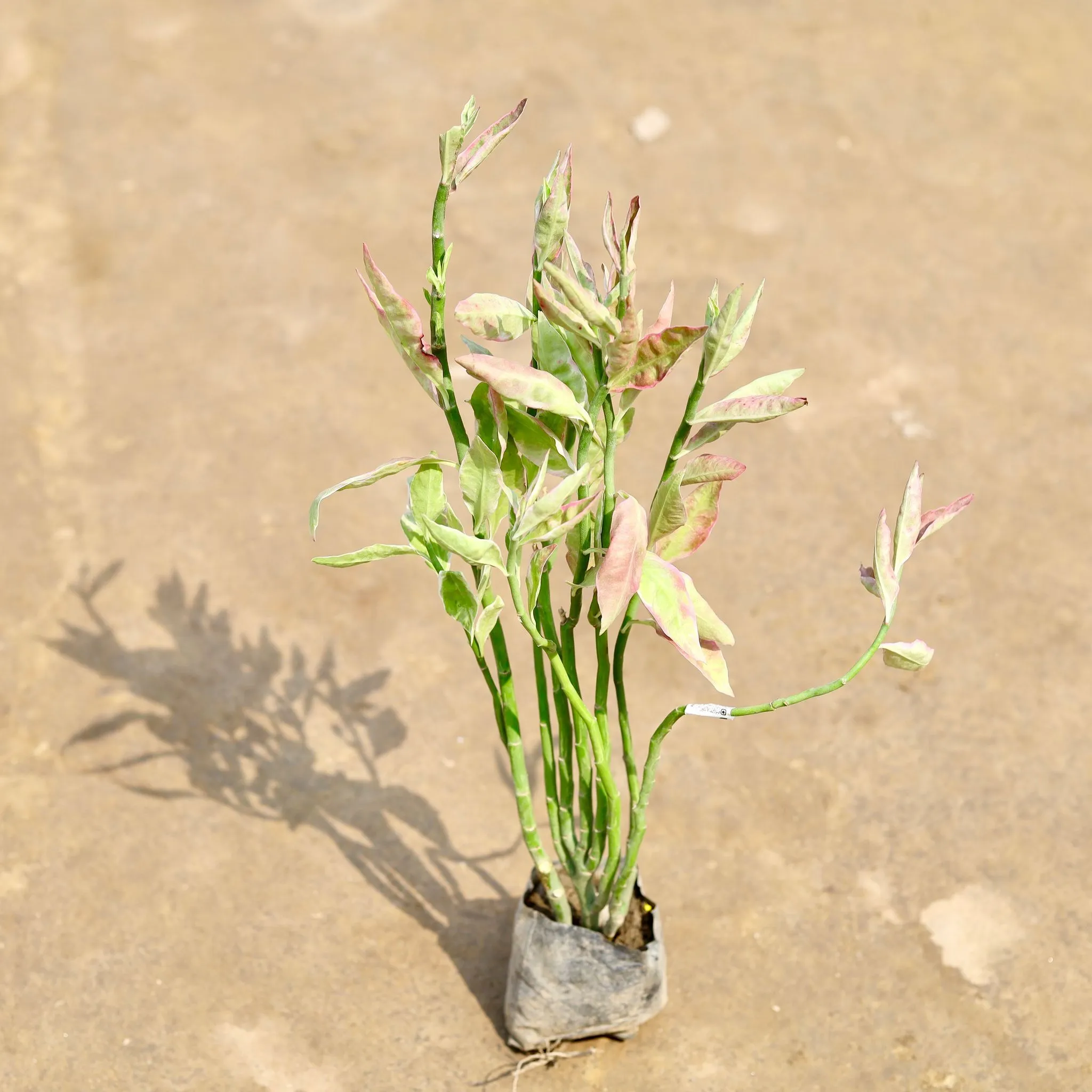 Pedilanthus / Devil's Backbone in 4 Inch Nursery bag