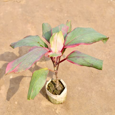 Air Purifying - Dracaena Kedarnath in 4 Inch Nursery bag