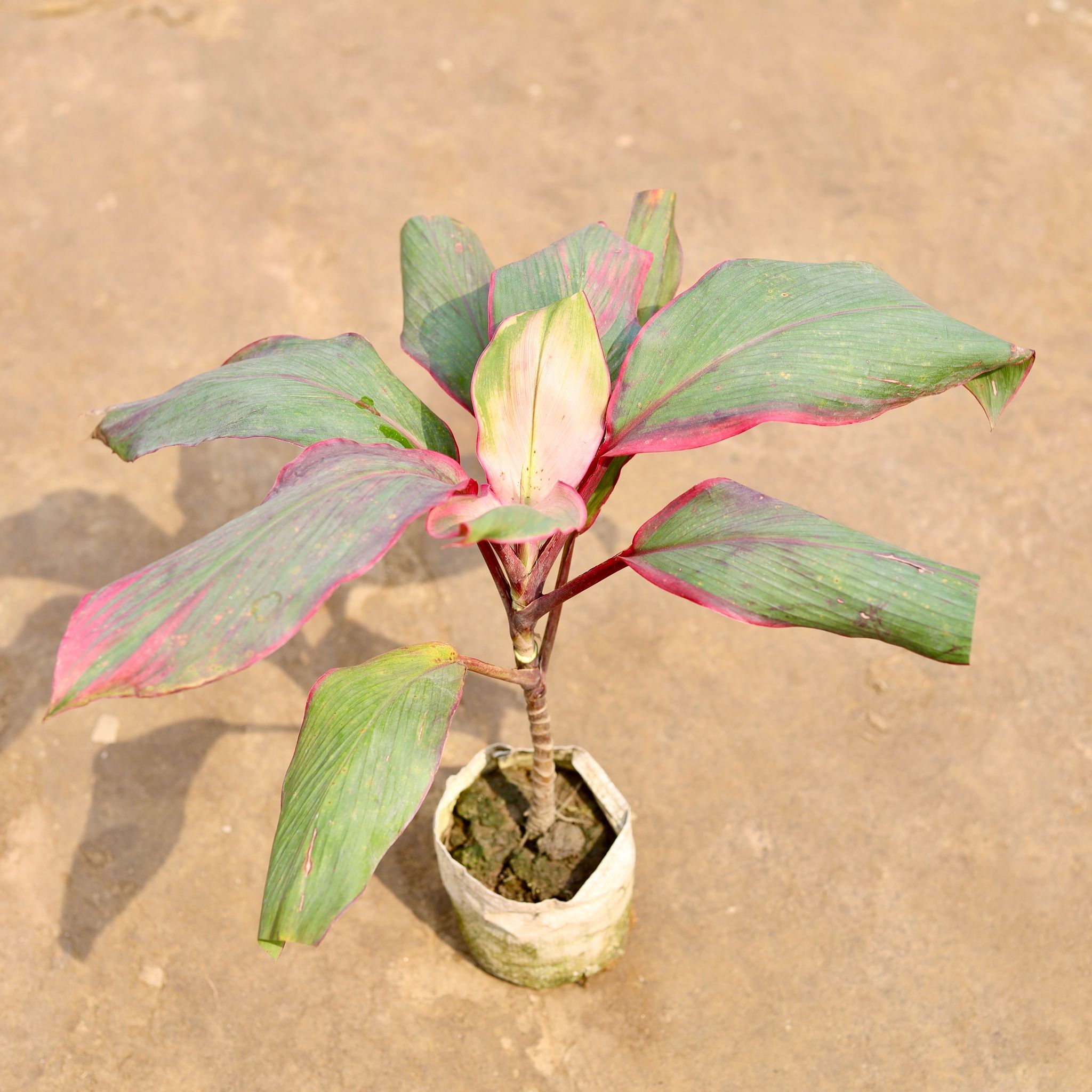 Air Purifying - Dracaena Kedarnath in 4 Inch Nursery bag