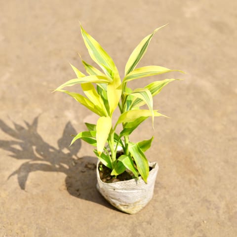 Golden Lucky Bamboo in 4 Inch Nursery bag