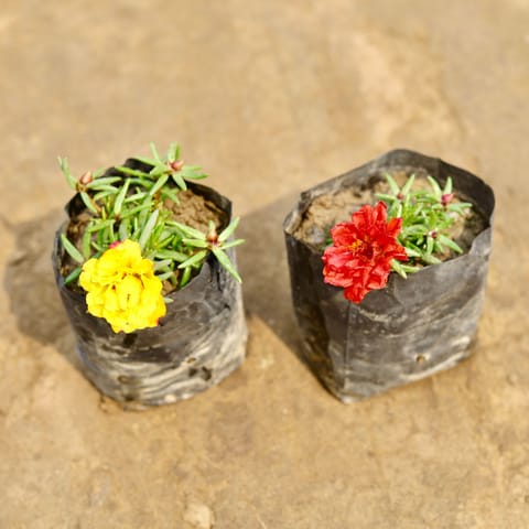 Set of 2 - Portulaca Moss Rose (Any colour) in 4 Inch Nursery bag