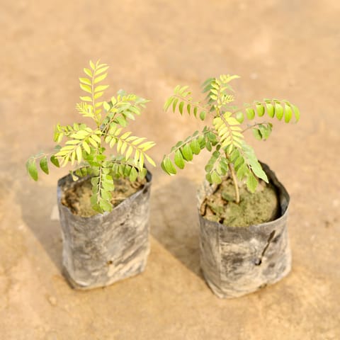 Set of 2 - Curry Patta in 4 Inch Nursery bag